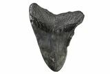 Bargain, Fossil Megalodon Tooth - South Carolina #171476-2